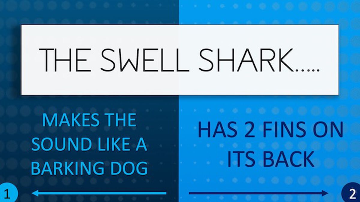 Shark Quiz image number null